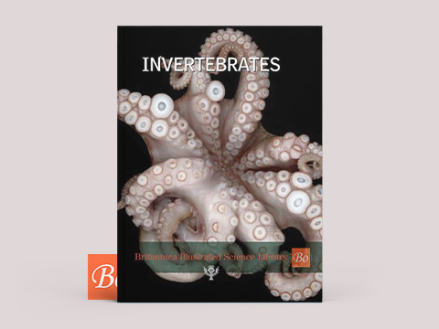Britannica – Invertebrates